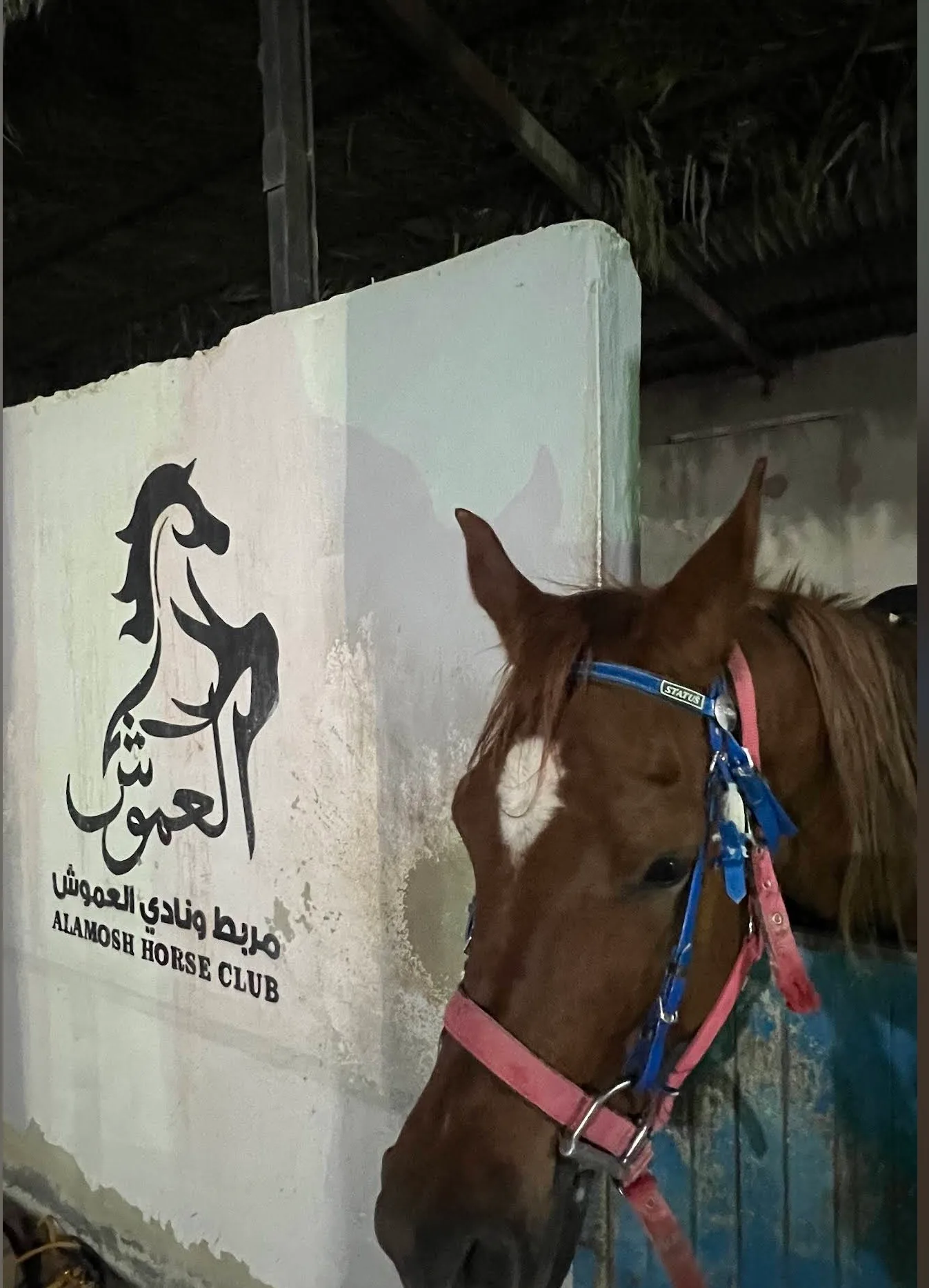 نادي العموش للفروسية